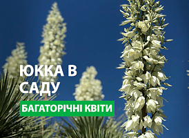 Як вирощувати юкку, посадка юкки – Agro-Market