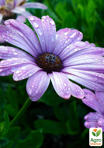 Остеоспермум Flower Power "Blue" 