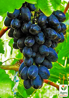 Виноград "Молдова" (поздний срок созревания, хорошо хранится до 180 дней и транспортируется)1