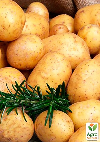 Насіннєвий среднеранний картопля "Електра" (на жарку, 1 репродукція) 1кг - фото 2