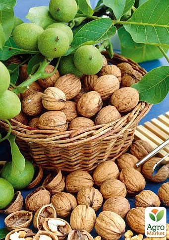 LMTD Орех грецкий привитой "Walnut" высота 90-100см - фото 2