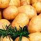 Насіннєвий среднеранний картопля "Електра" (на жарку, 1 репродукція) 1кг купить