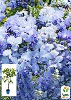 Глициния 3-х летняя японская "Блю Дрим" (Wisteria japanese Blue Dream) С2, высота саженца 60-100см1