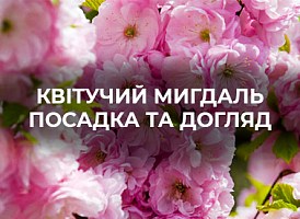 Мигдаль: посадка і догляд - корисні статті про садівництво від Agro-Market