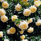 Троянда в контейнері грунтопокровна "Nadia Meillandecor" (саджанець класу АА+) купить