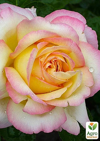 Роза чайно-гибридная "Глория Дей" (саженец класса АА+) высший сорт