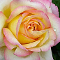 Роза чайно-гибридная "Глория Дей" (саженец класса АА+) высший сорт