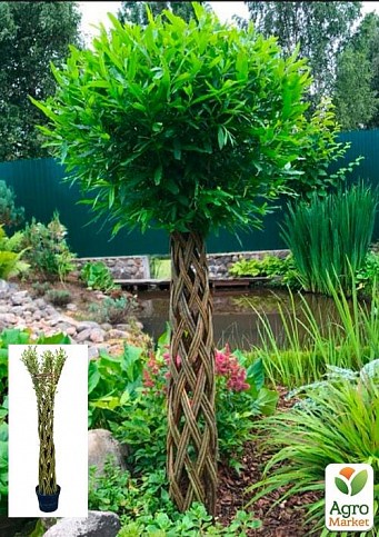 Ива плетеная "Американка гигантская" Salix americana (высота 1,1-1,5м) 