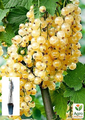 LMTD Смородина "White Hollander" (сортова, укорінена)