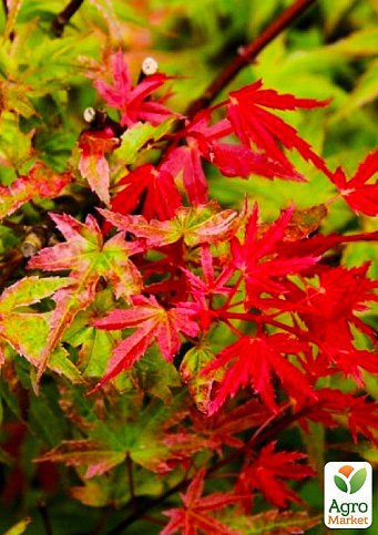 Клен віяловий "Фенікс" (Acer palmatum Phoenix) контейнер P9 1 саджанець в упаковці