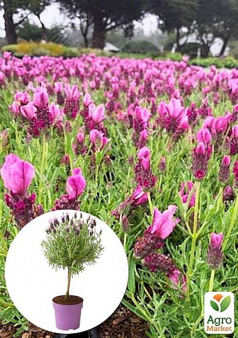 LMTD Лаванда на штамбі 3-х літня "Libelle Compact Rose" (35-45см)