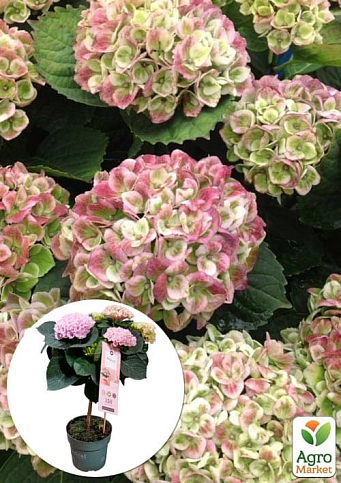 LMTD Гортензія на штамбі квітуча 4-річна "Magical Revolution Pink" (50-60см)