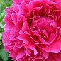 Пион травянистый "Pink Supreme" 1шт в упаковке