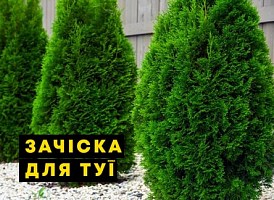 Чи можна стригти туї влітку - корисні статті про садівництво від Agro-Market