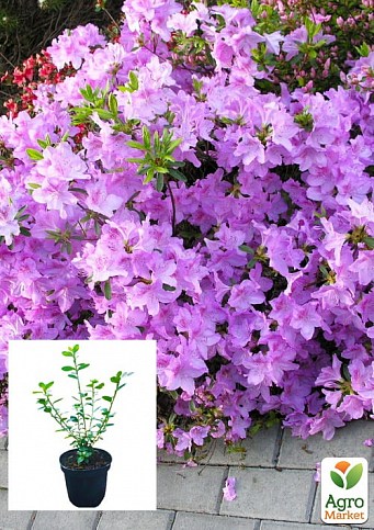 Азалия японская "Ледиканенс" (Azalea japonica "Ledikanense") С2 высота 20-50см