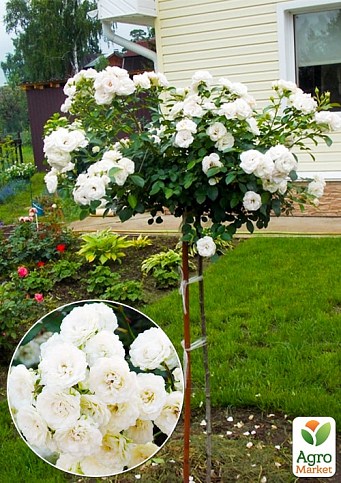 Окулянти Троянди на штамбі «Alba Meillandecor»