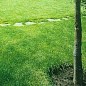 Газонная трава "Овсяница" ТМ "GL SEEDS" 30г цена