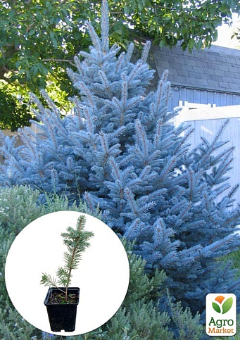 Ялина блакитна "Colorado Blue" (горщик P9)