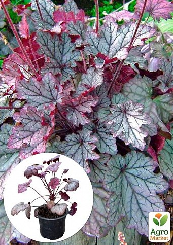 Гейхера 3-х летняя "Heuchera Emperor`s New Clothes Purple" вазон С3