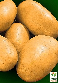 Насіннєва середньорання картопля "Евора" (на смаження, 1 репродукція) 1кг2