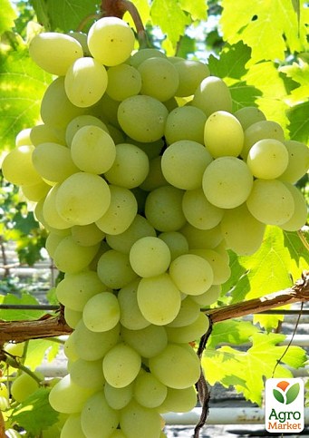 Виноград "Принцеса" (кишмиш, середній термін дозрівання, має тривалий термін зберігання ягід) - фото 2