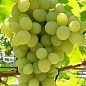 Виноград "Принцеса" (кишмиш, середній термін дозрівання, має тривалий термін зберігання ягід) купить