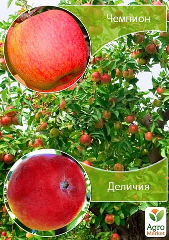 Дерево-сад Яблоня "Деличия+Чемпион"