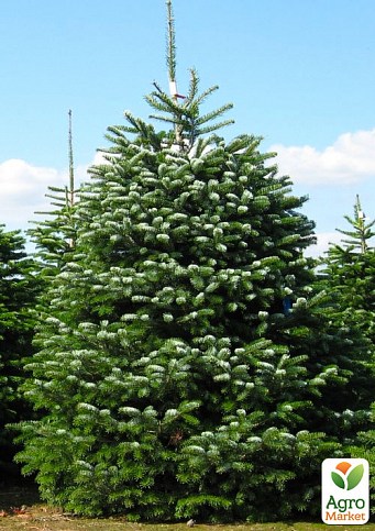 Ялиця Кавказька 5-річна (Abies nordmanniana) висота 40-50 см