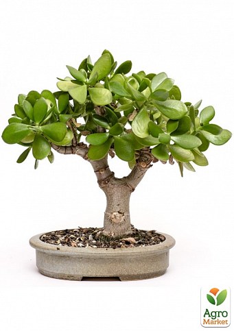 Бонсай "Crassula" 