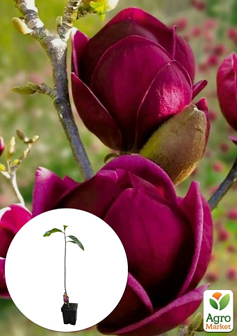 Магнолия привитая 4-х летняя гибридная "Black Tulip" (высота 60-80см)