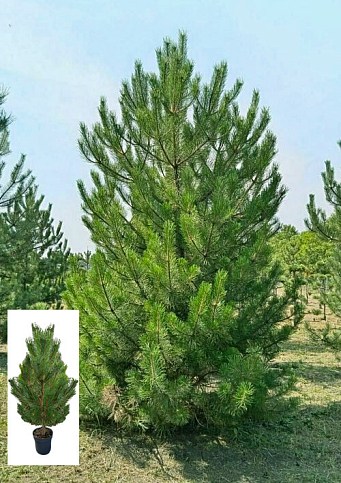 Сосна чорна "Nigra" (жива сосна в горщику, висота 150-160см)