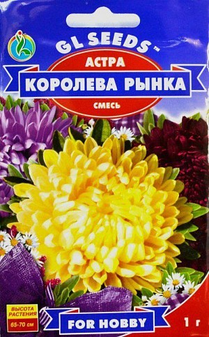Астра "Королева рынка" ТМ "GL SEEDS" 1г