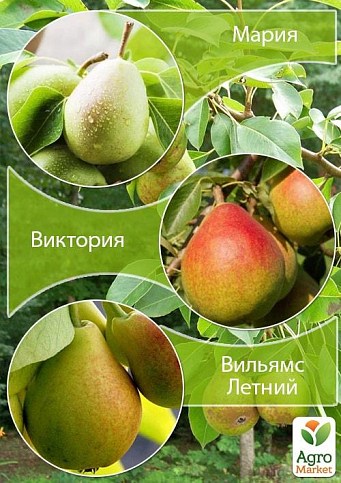 Дерево-сад Груша "Мария+Виктория+Вильямс Летний " 