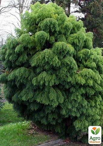 Криптомерія японська "Elegans Viridis" 3-х річна (С1,5 висота 45-60см)