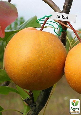 Азійська груша "Секуї" Ексклюзив - фото 3