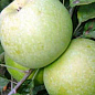 Яблуня "Ренет Кубанський" (зимовий сорт, пізній термін дозрівання) цена