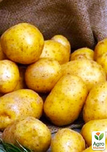 Картофель "Сюзанна" семенной среднеспелый (на варку, 1 репродукция) 1кг