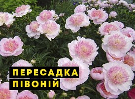 Півонії восени, секрети пересадки півоній восени - Agro-Market