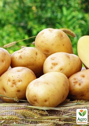 Картопля "Рів'єра" насіннєва рання (1 репродукція) 1кг