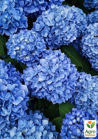 LMTD Гортензия махровая цветущая 2-х летняя "Together Blue" (25-35см) серия You&Me