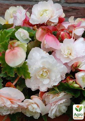 Бегония ароматная "Parfum Pastel White" 