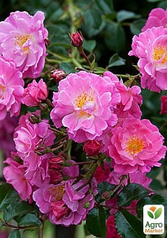 Роза почвопокровная "Меджик Мейландекор" (саженец класса АА+) высший сорт1