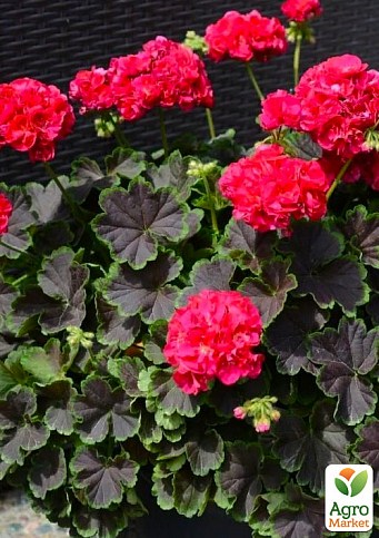 Пеларгония Розебудная "Brocade Cherry Night" (контейнер № 10, высота 10-20 см) - фото 2