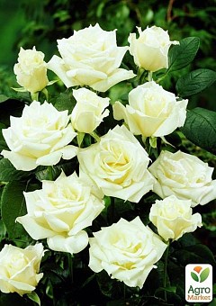 Роза чайно-гибридная "Аваланж" (очень ароматная!) (саженец класса АА+) высший сорт1