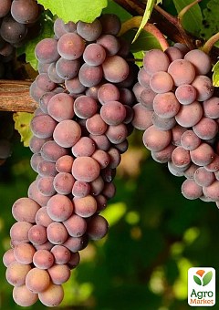Виноград "Совиньон Гри" (винный сорт, средний срок созревания)1