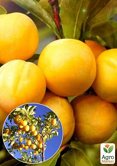 Эксклюзив! Слива ярко-лимонная "Хюррем" (Khyurrem) (премиальный сорт, плоды очень крупные)2