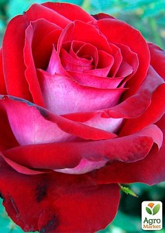Роза чайно-гибридная "Госпель" (саженец класса АА+) высший сорт2