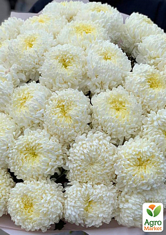 Хризантема  "Antares Blanc" (низкорослая крупноцветковая)9