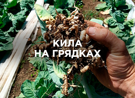 Кила на грядках: чим обробити ґрунт і захистити врожай | Agro-market