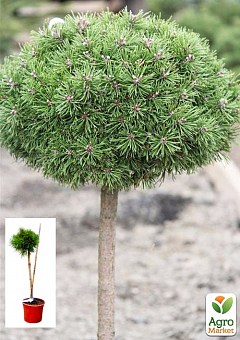 Сосна на штамбе "Хорни Хазл" (Pinus uncinata "Horni Hazle") С2, высота от 30-50см1